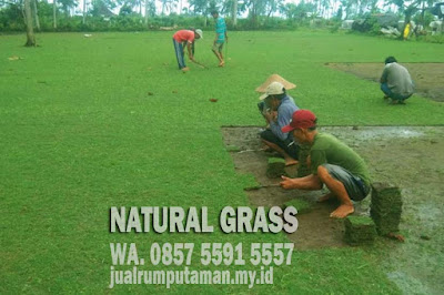 Jual Rumput Gajah Mini Terdekat Terbaik 2022